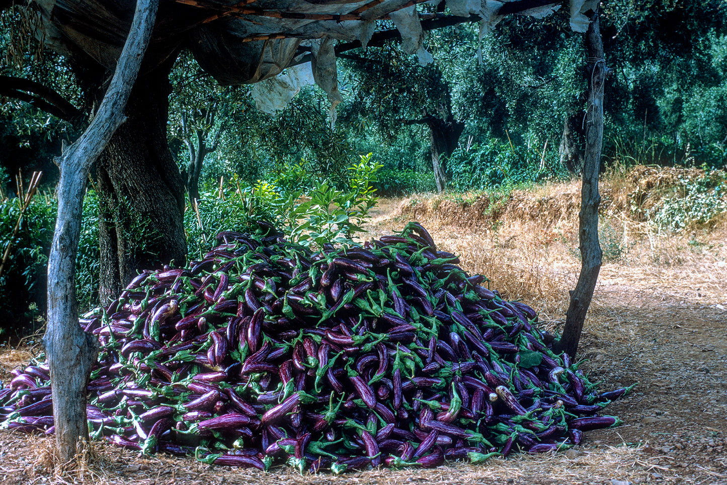 Πελοπόννησος: Μελιτζάνες στο Λεωνίδιο