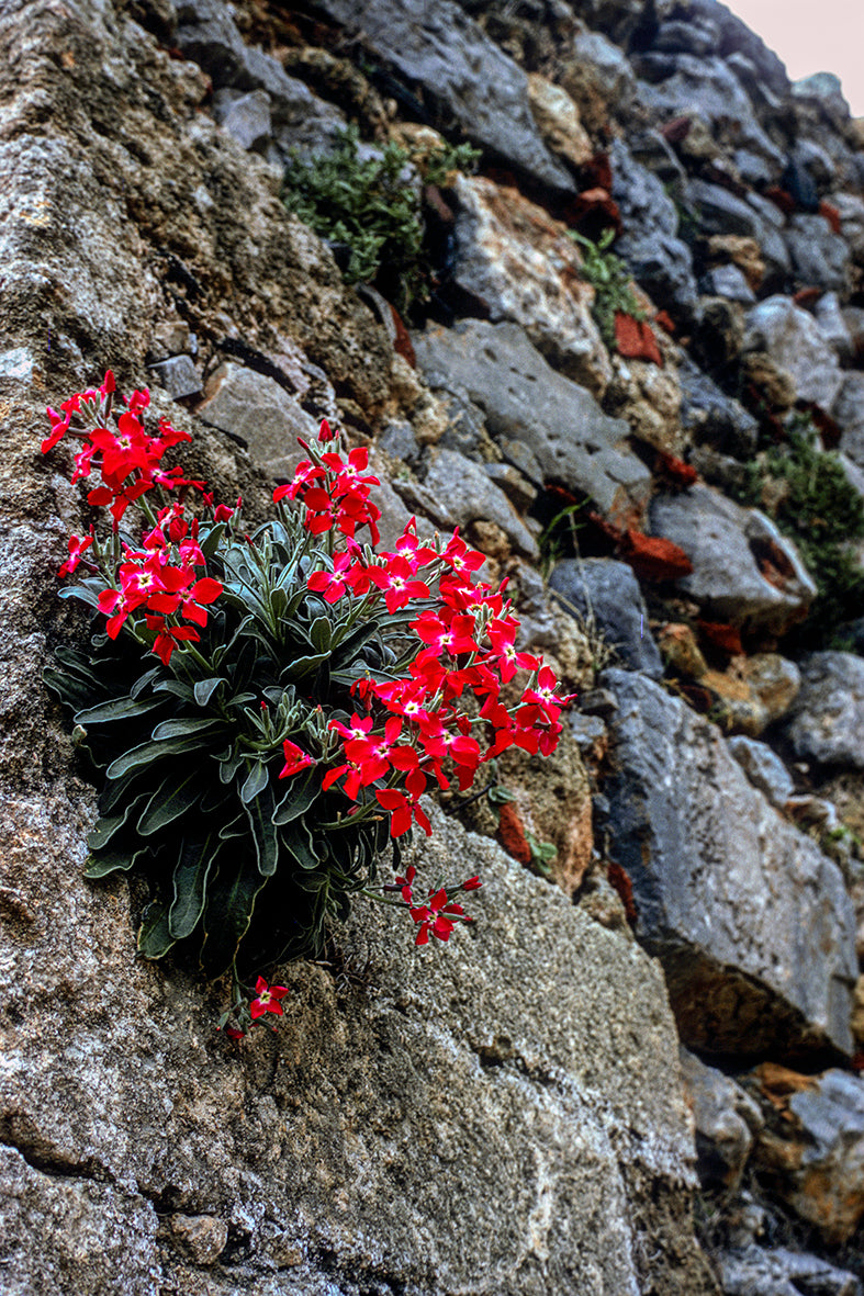 Monamvasia the flowers in the rocks