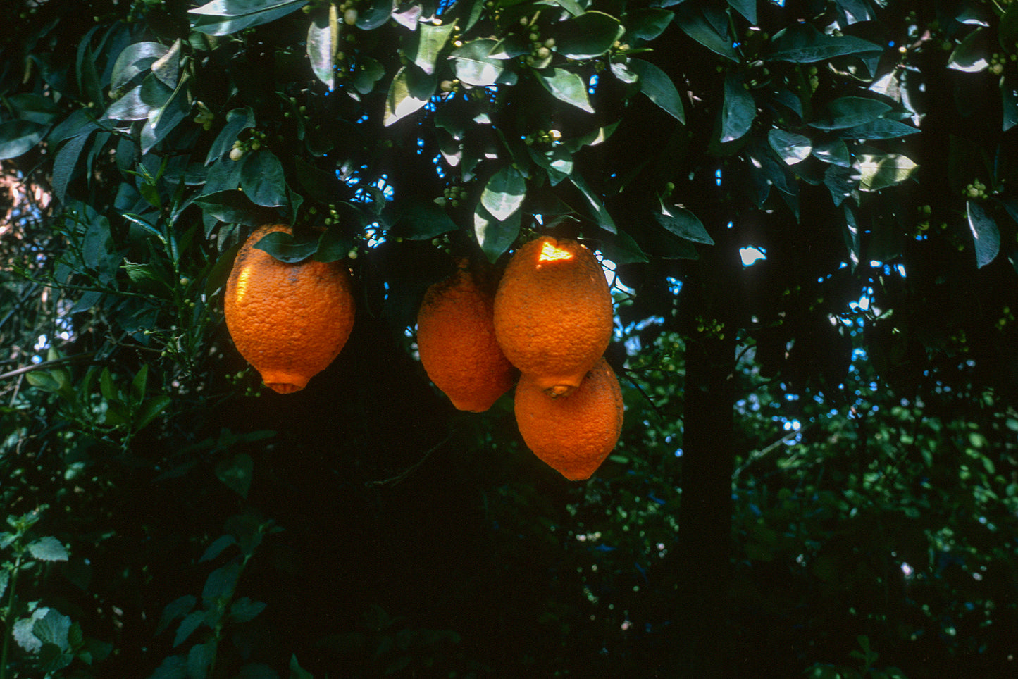 Peloponnese, an orange tree in Sparta