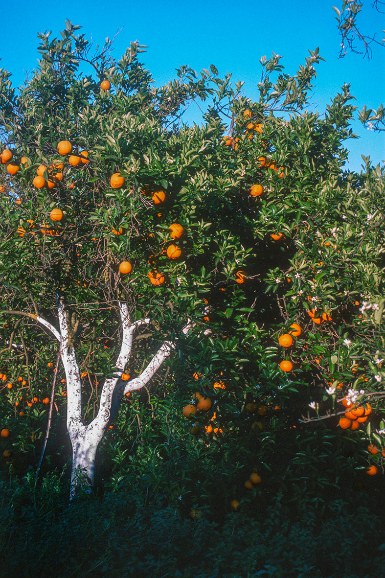 Peloponnese: An orange tree outside Sparta
