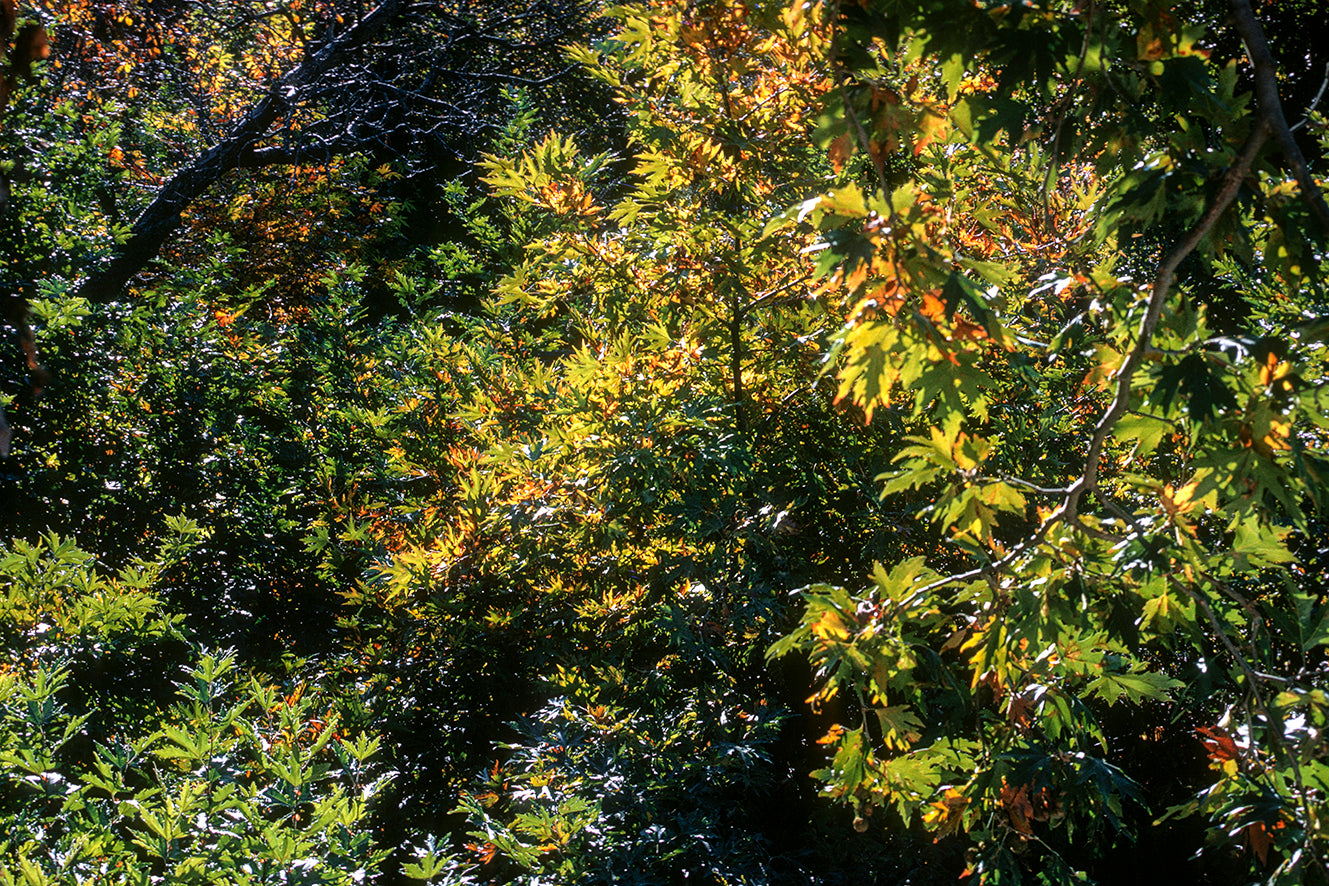 Peloponnese the nature in Mount Taygetos