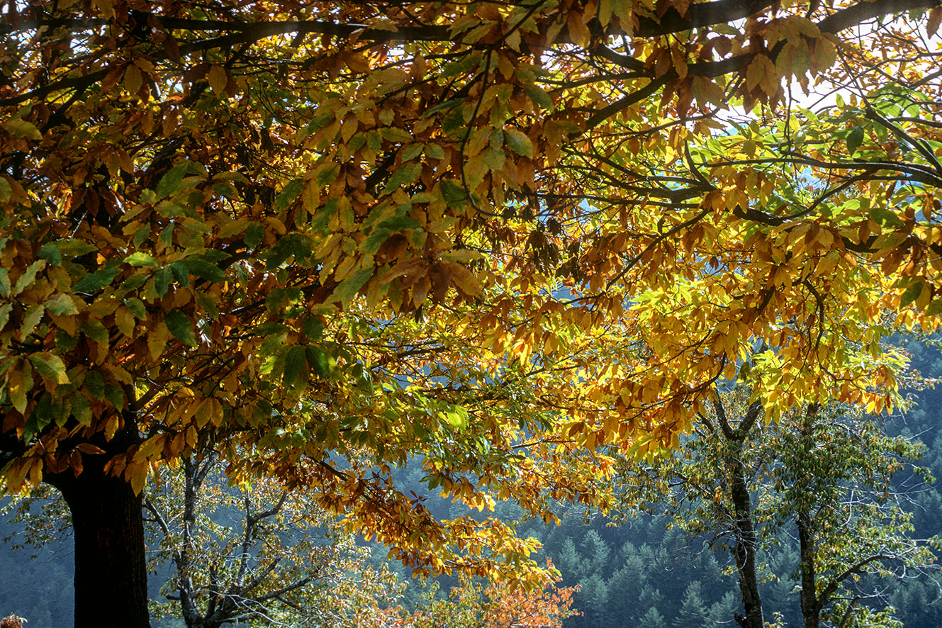 Peloponnese the walnut in Mount Taygetos