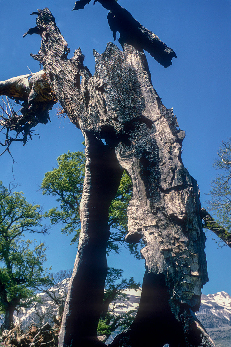 Peloponnese lightning stricken trees in Mount Taygetos