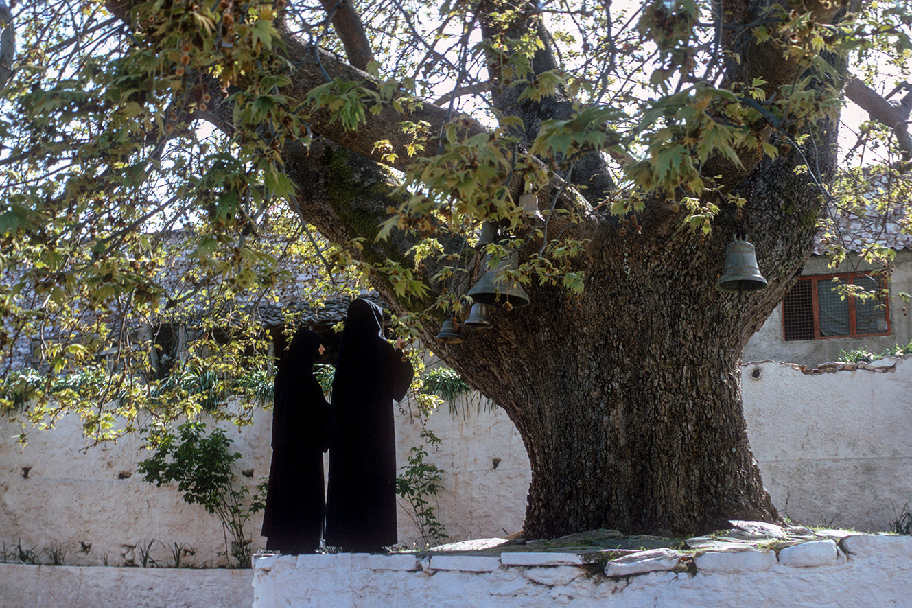 Λακωνία το πλατάνι στην Ιερά Μονή Ζερμπίτσης