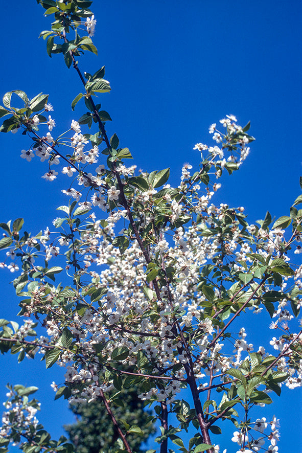 A tree in Peloponnese
