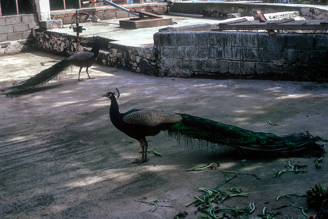Λακωνία στην Μονή Φανερωμένης