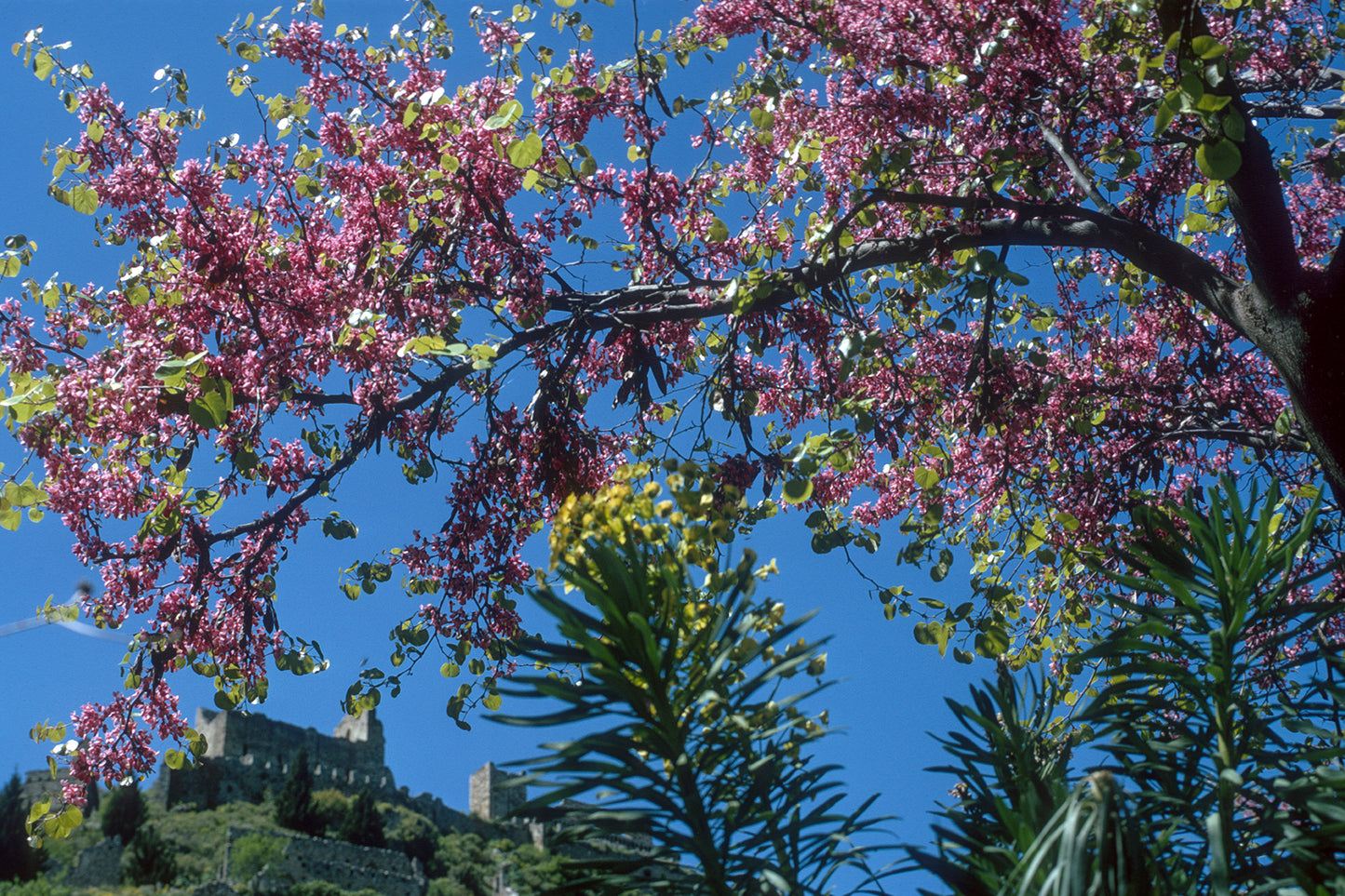 Peloponnese, the Judas tree in Mystras