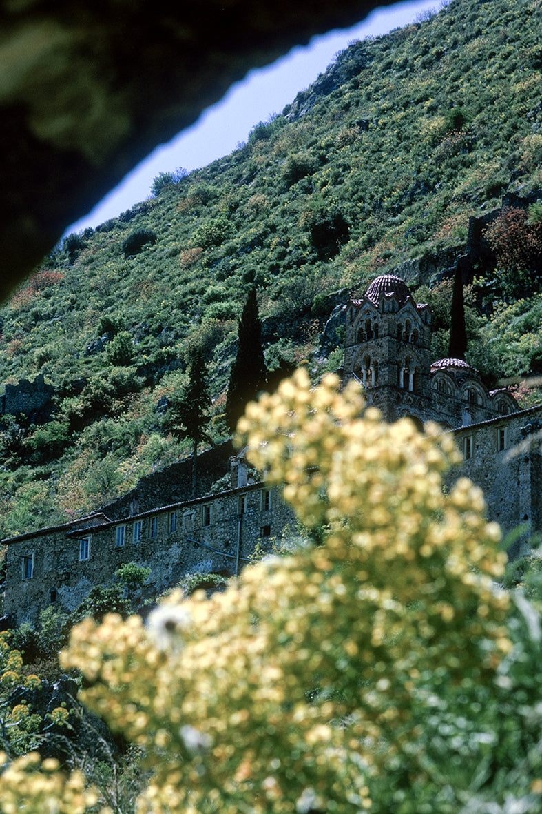 Peloponnese, spring flowers in Mystras and in the background the Pantanassa