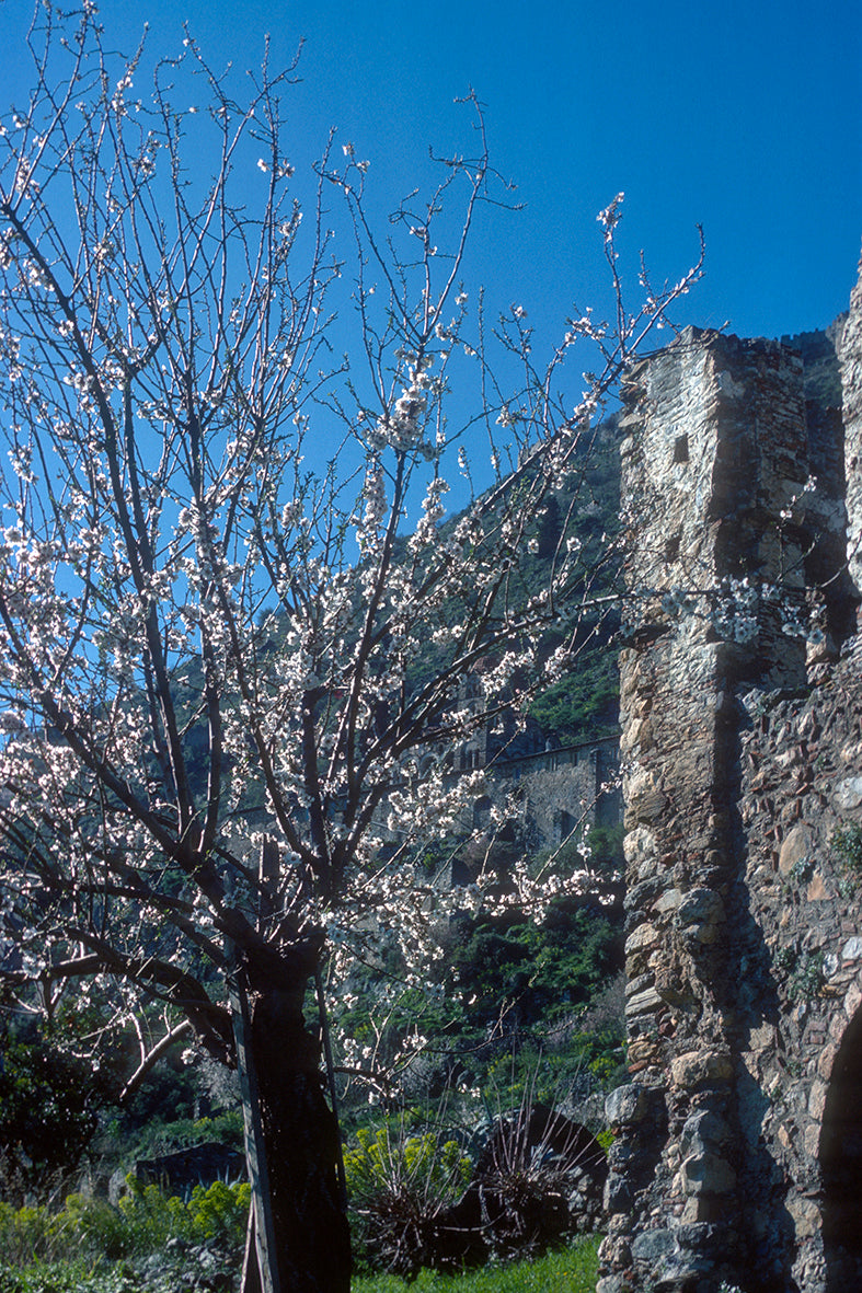 Peloponnese, the spring in Mystra
