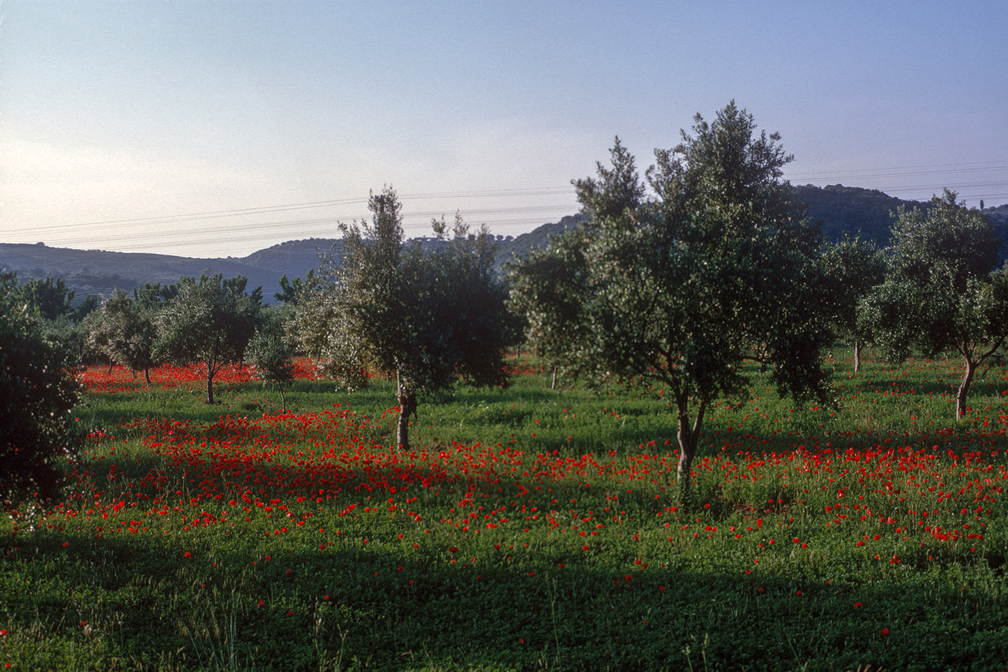Peloponnese, driving towards Koroni, plenty of poppies