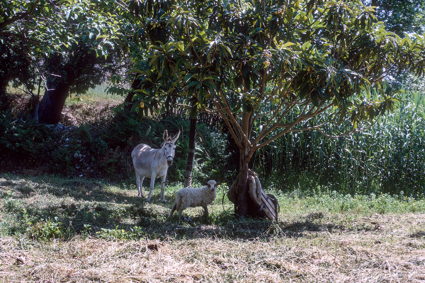 Πηγαίνοντας προς Κάτω Φιγαλεία.