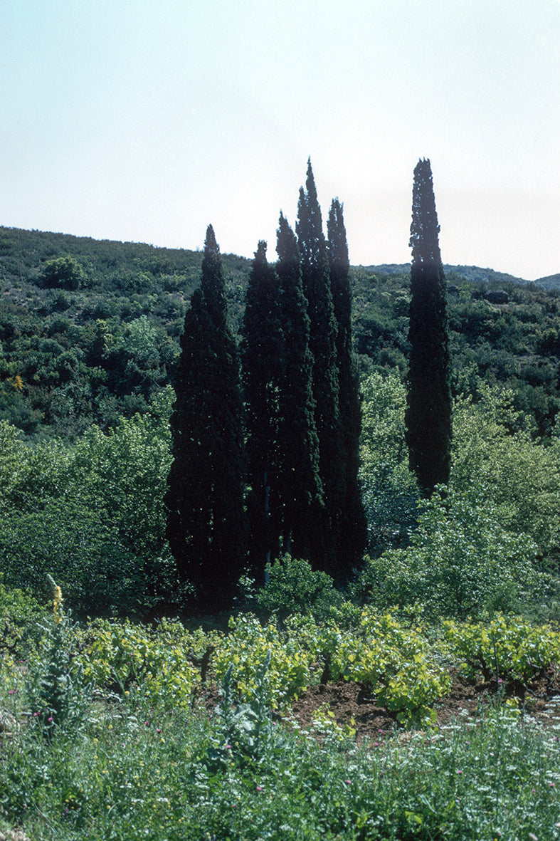 Peloponnese, a landscape near Androusa