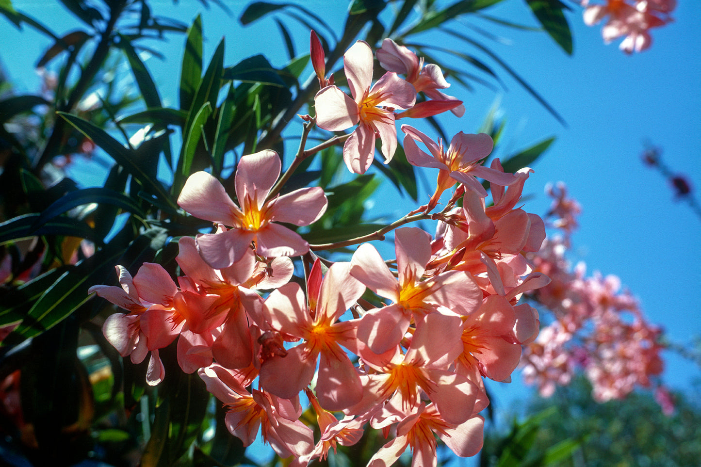 Vravrona an Oleander in spring