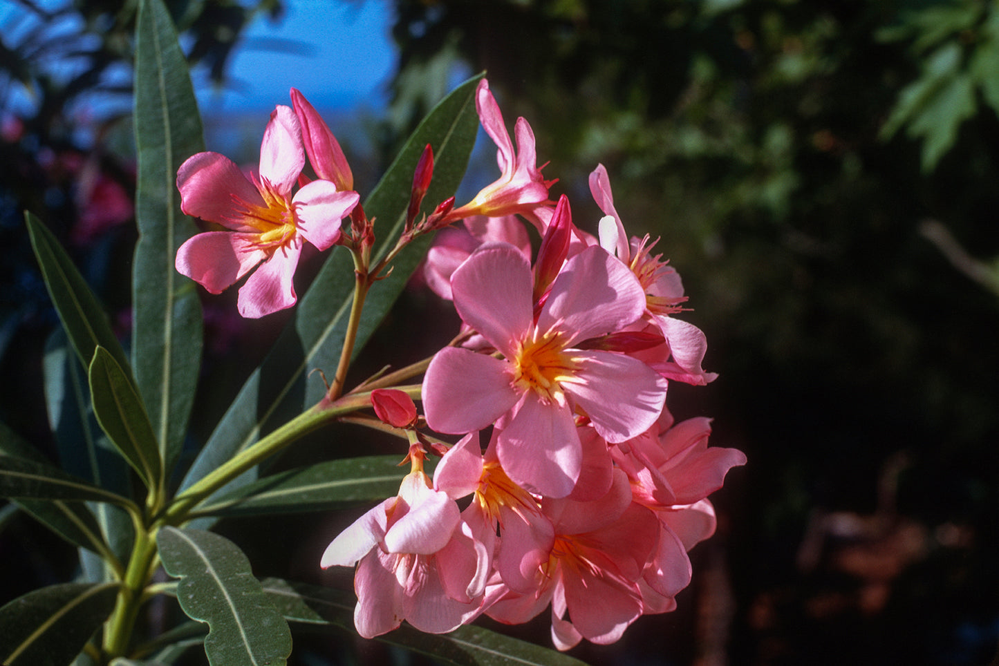Vravrona an Oleander in spring