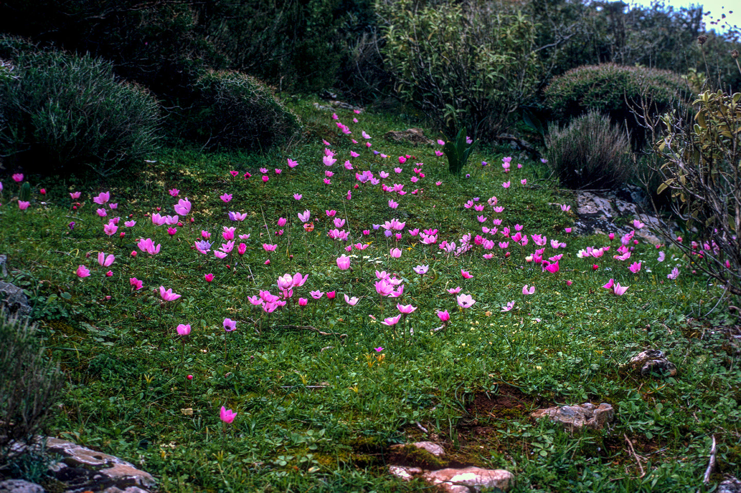 The anemones in Vravrona