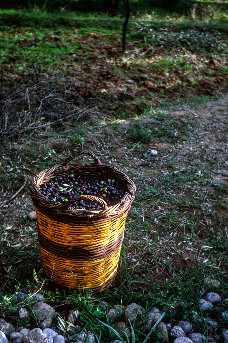 A basket full of olives in Amfissa