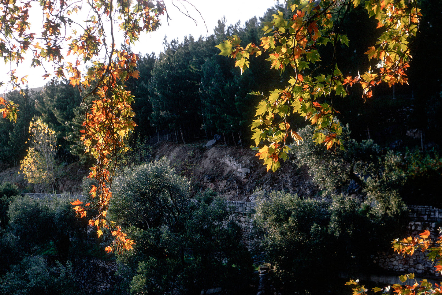 A landscape in Delphi