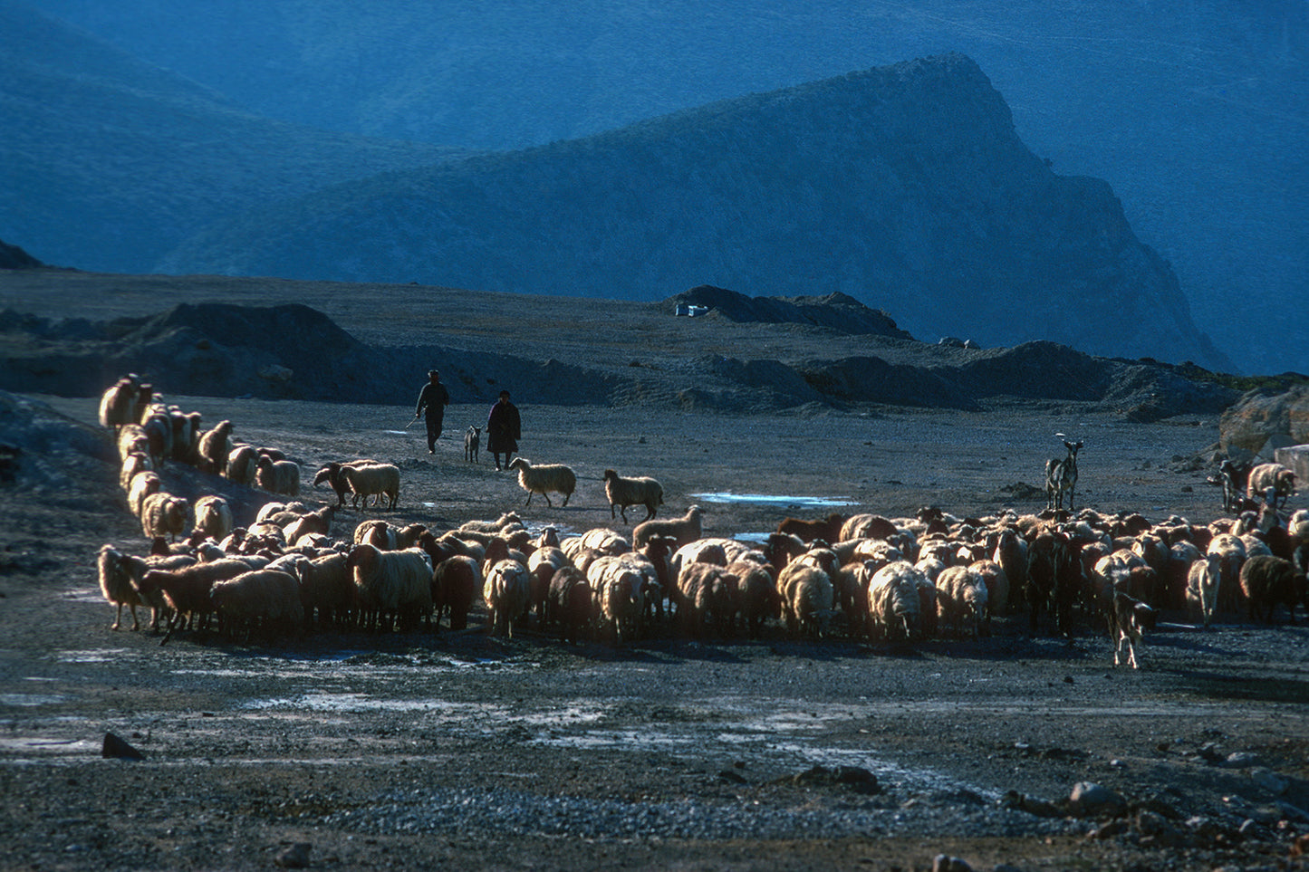 Ένα κοπάδι στο βουνό