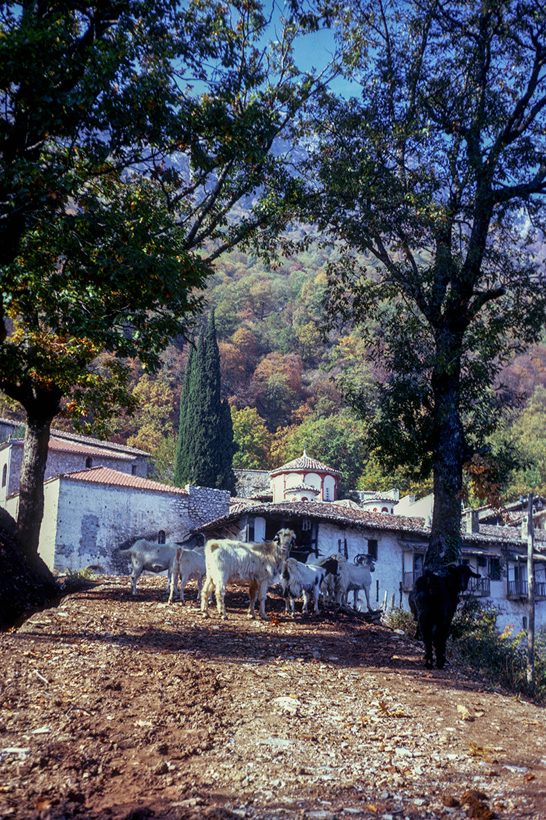 Μονή στα Τρίκαλα