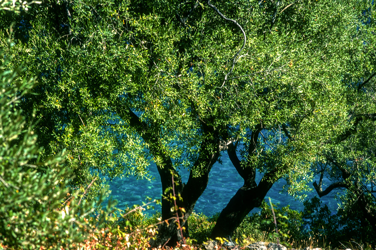 Ιθάκη, πολύ δένδρο, λίγη θάλασσα