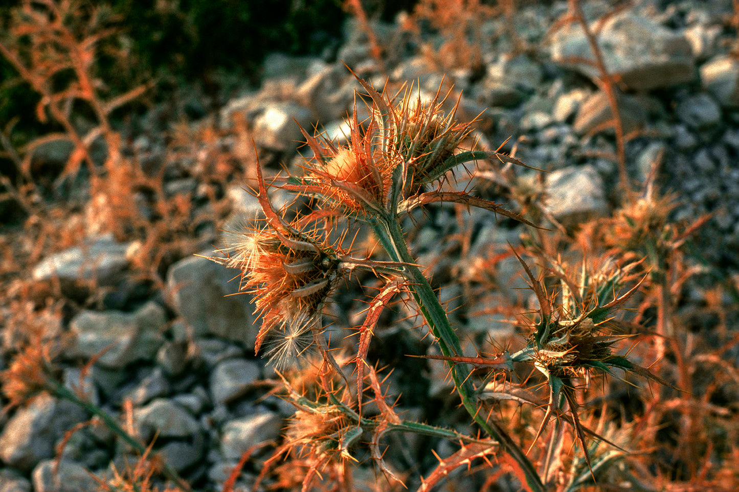 Ένα γαϊδουράγκαθο στην Ιθάκη