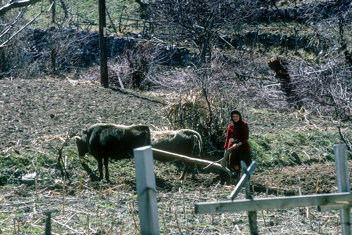 Ήπειρος: Αγία Παρασκευή το όργωμα