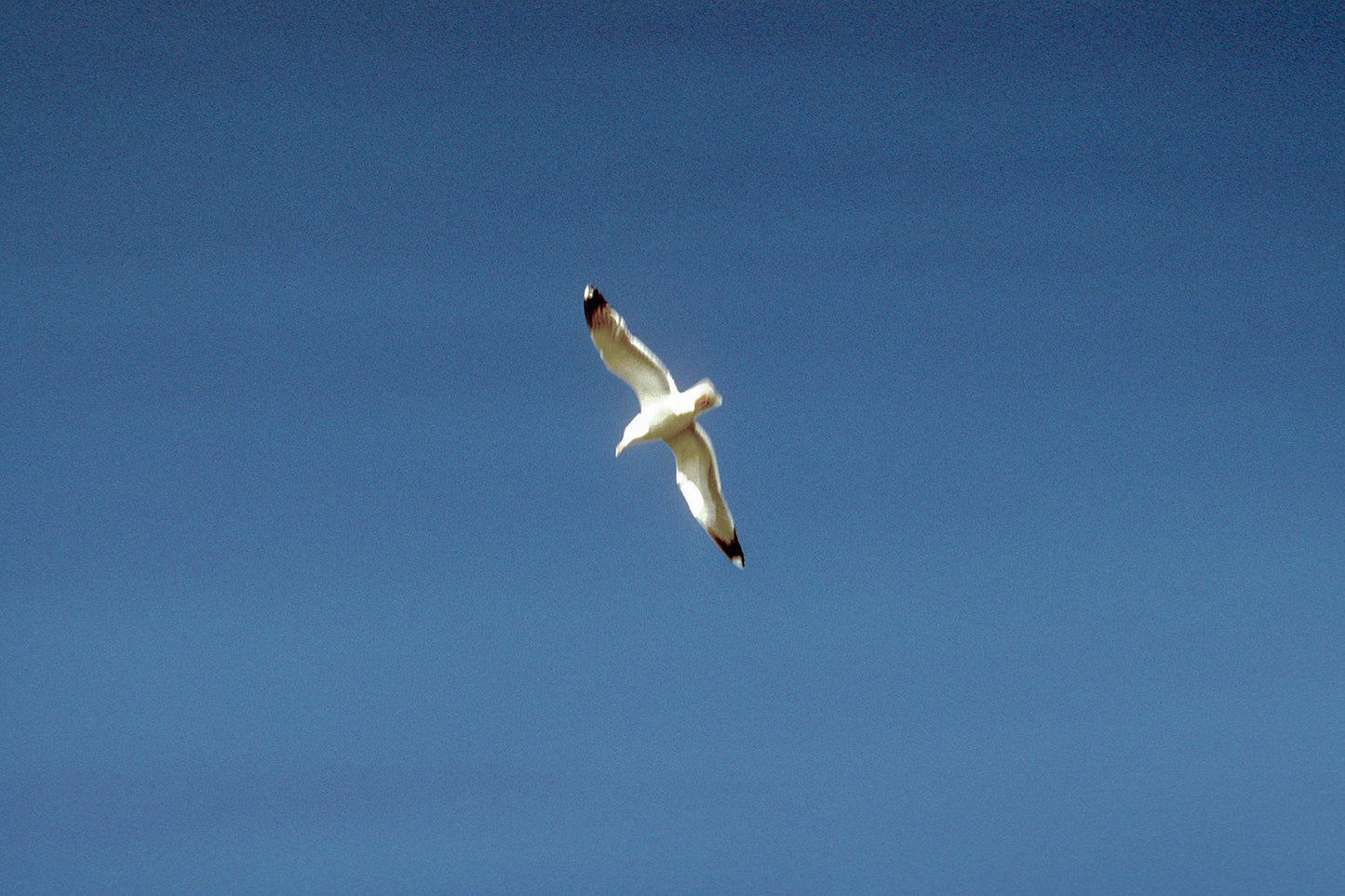 Άνδρος ο γλάρος στο Γαύριο