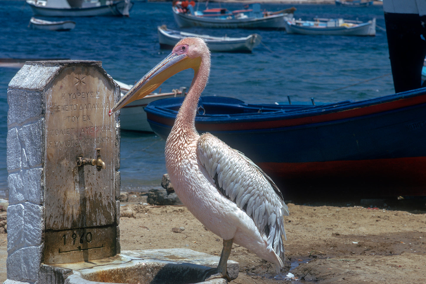 Ο πελεκάνος στην Μύκονο