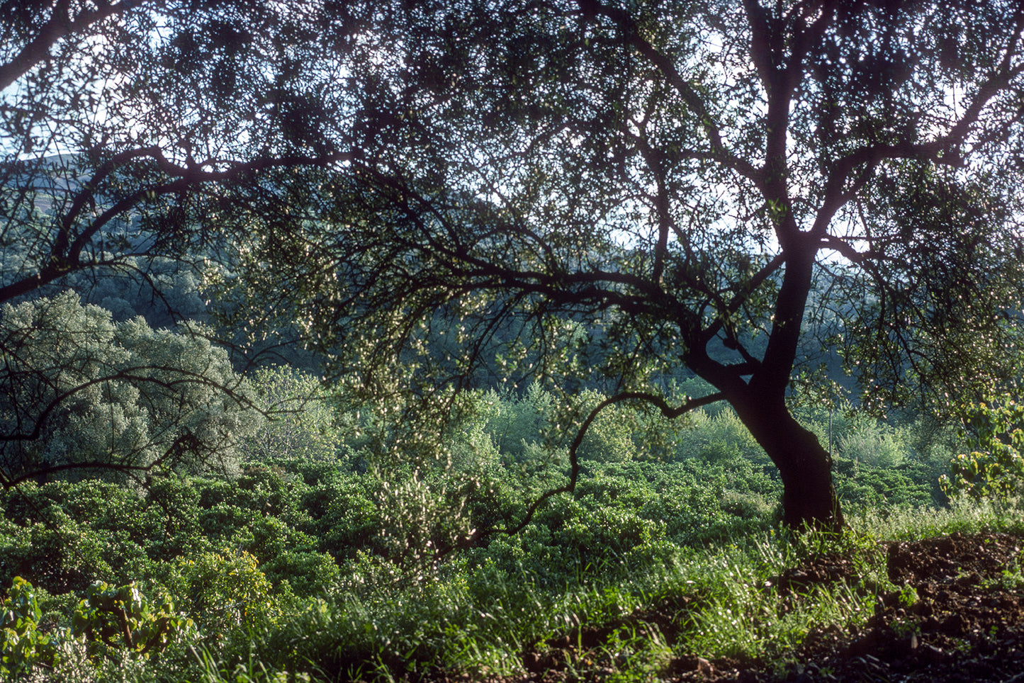 Κρήτη τοπίο στις Φουρνές