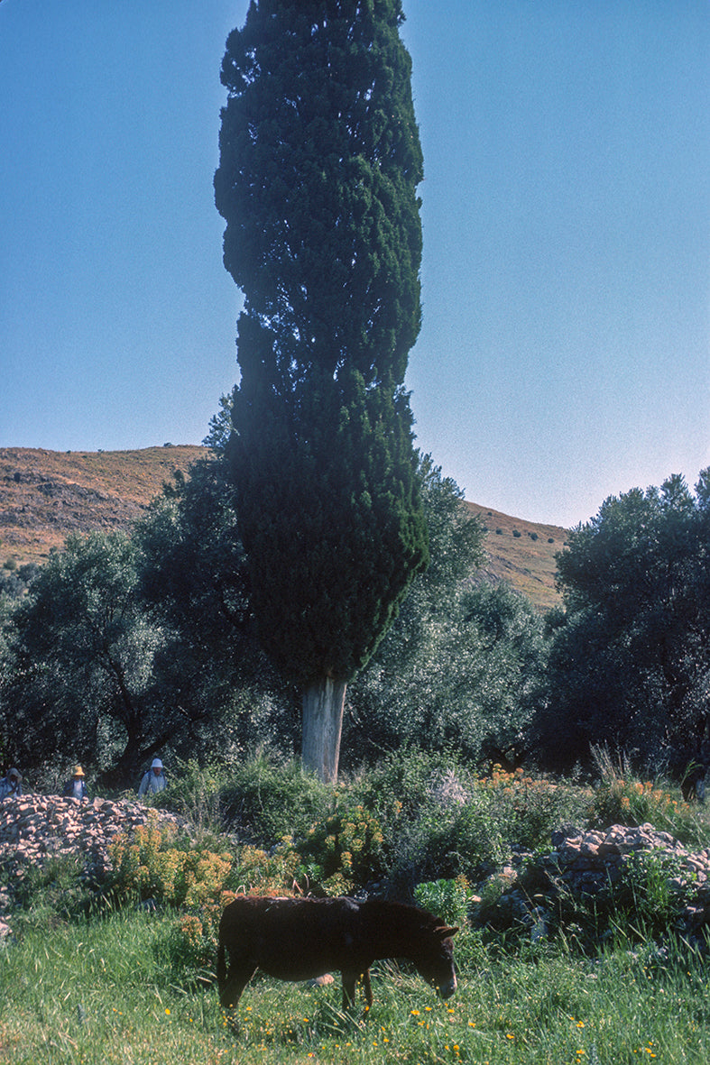 Κρήτη: Αρχαία Γόρτυς ένα τοπίο