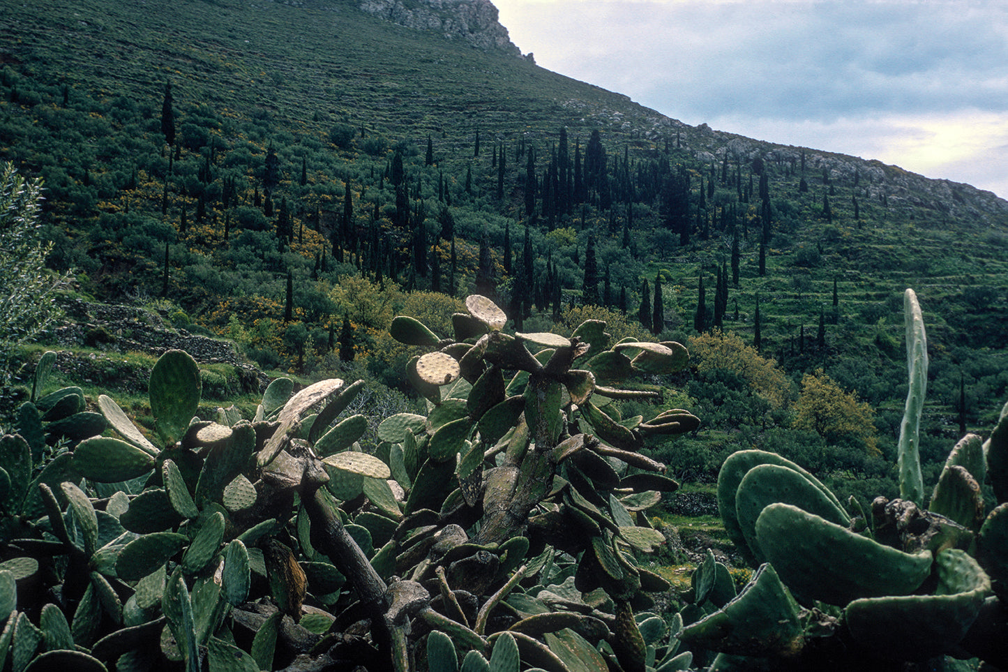 Φραγκόσυκα και κυπαρίσσια στην Μάνη