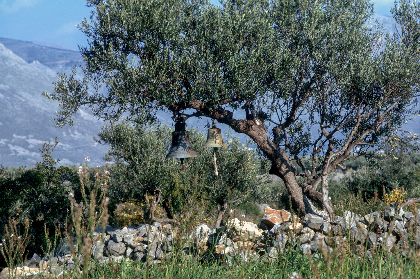 In Mani olive trees and bells