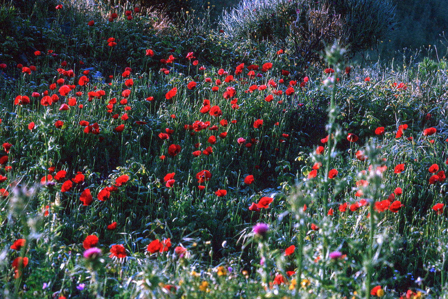 The poppies in the spring in Mani