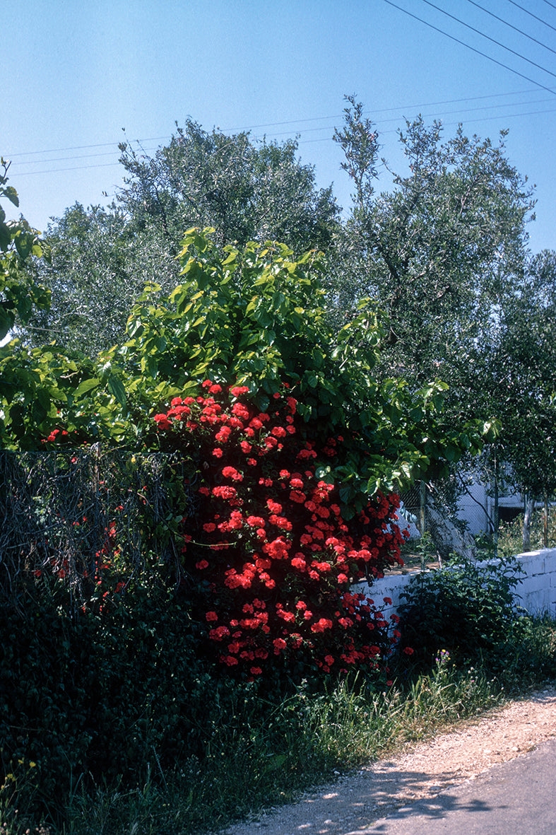 In Messini beautiful flowers