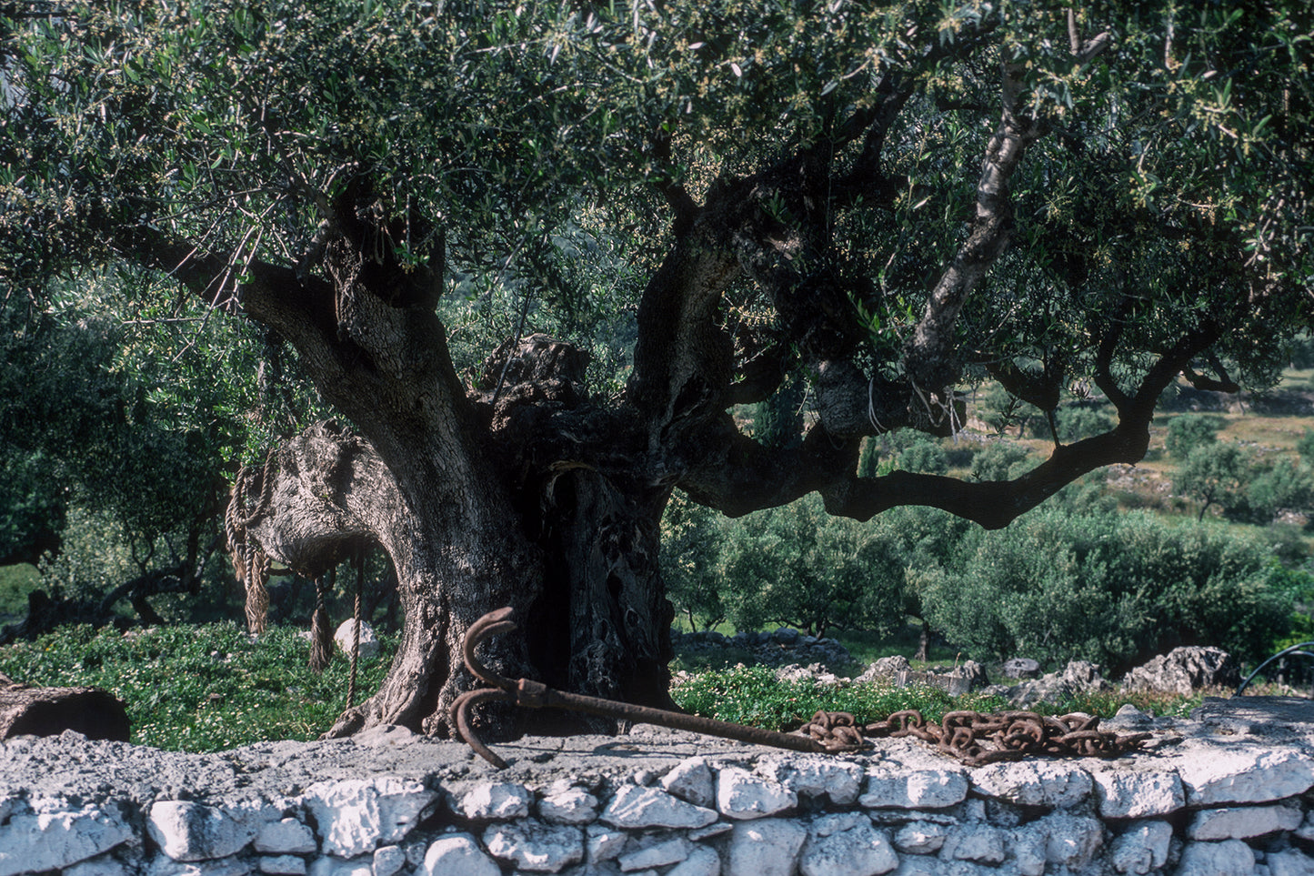 Ένας περίεργος συνδυασμός!