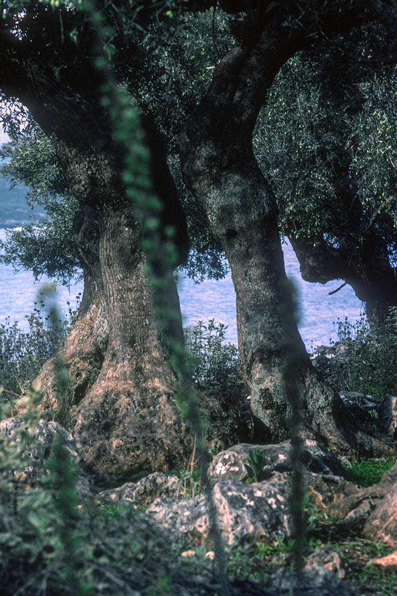Olive trees in Mani