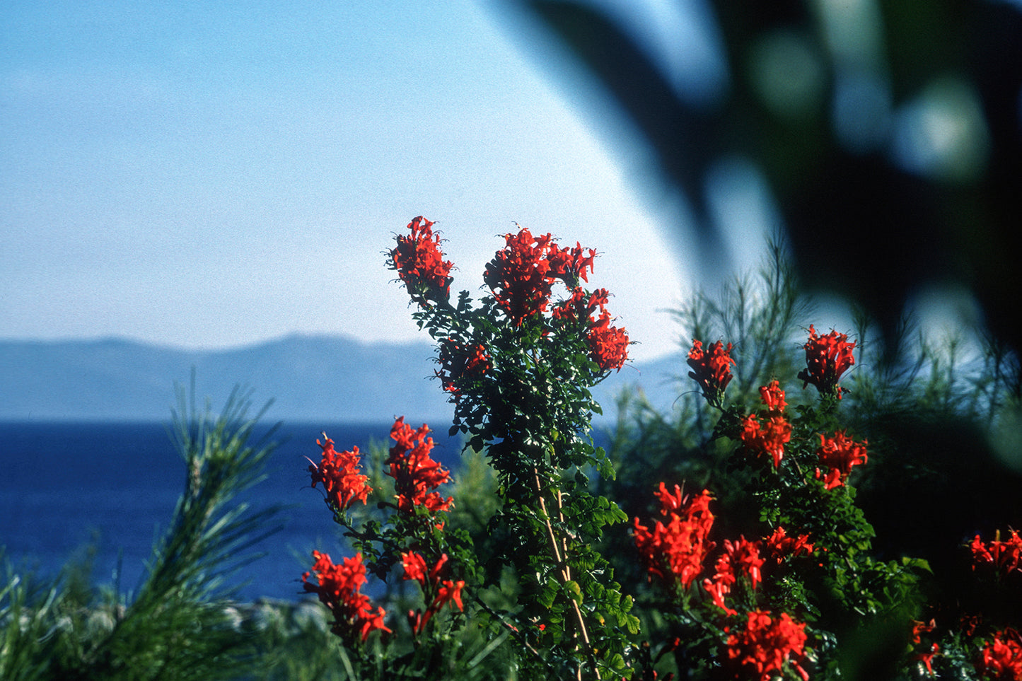 Flowers, in the background the sea in Vraona