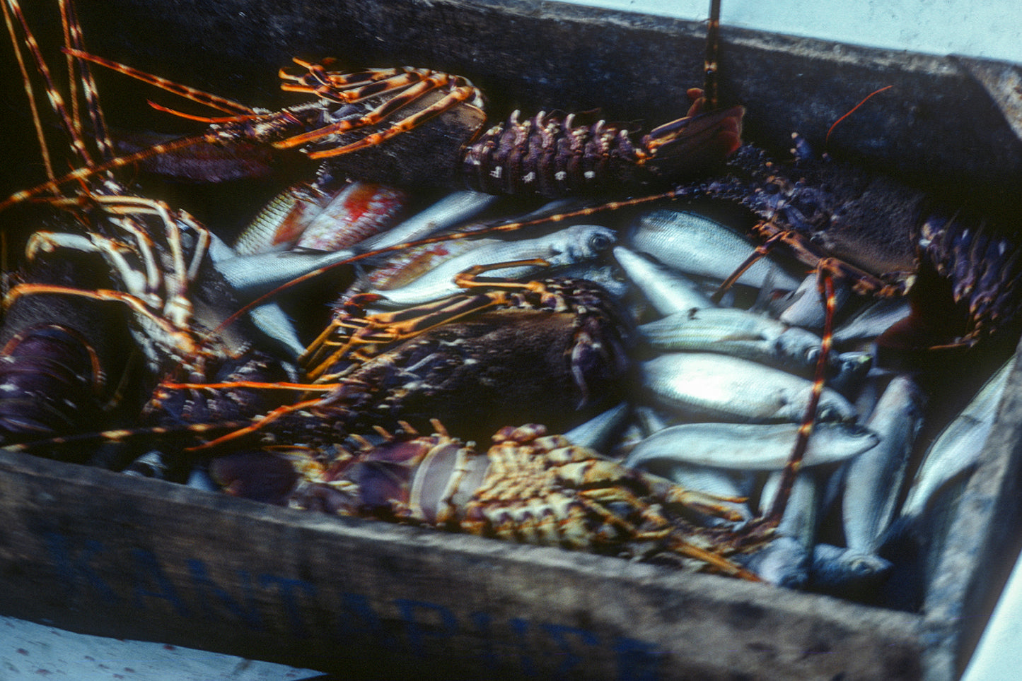 Ψάρια και αστακοί