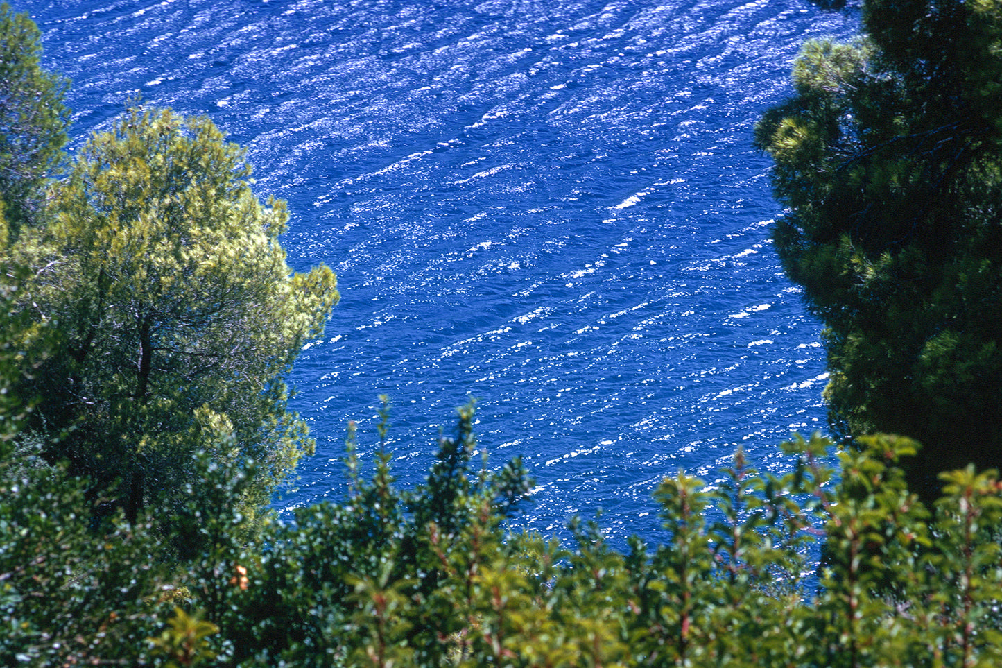 Λαμπυρίζει η θάλασσα  στην Σκόπελο