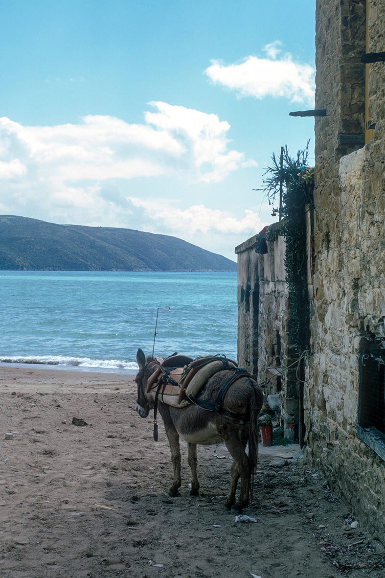 Ένας γαϊδαράκος μόνος στην Μεθώνη
