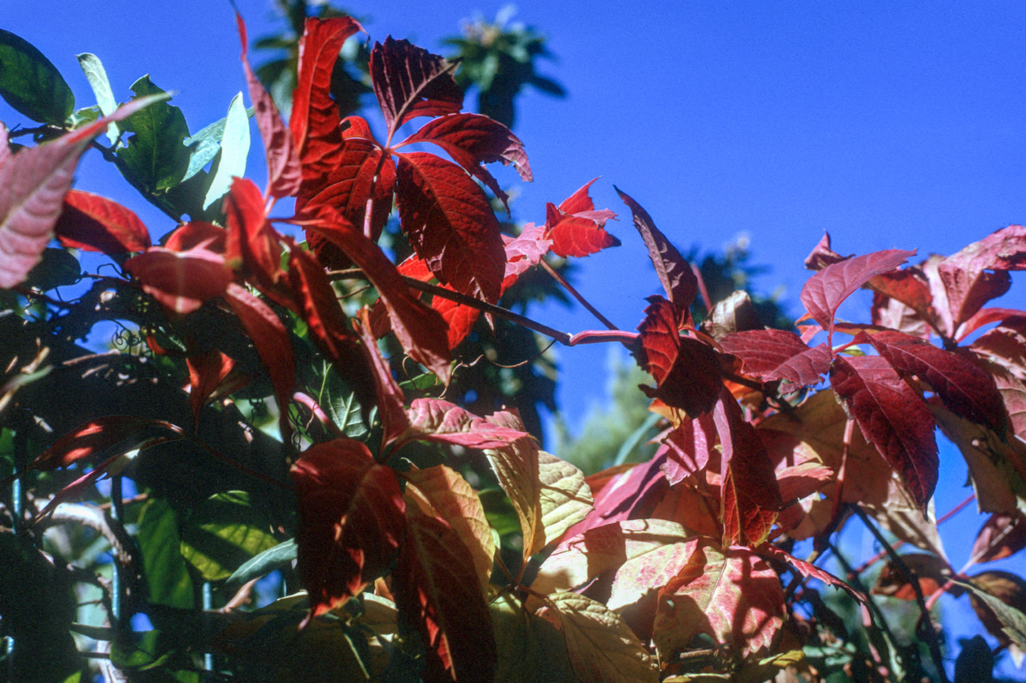 Flowers in the garden