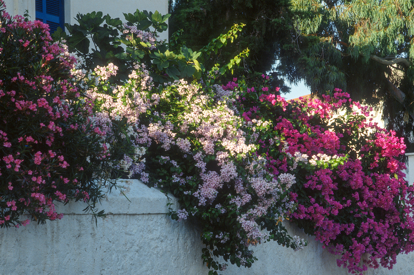 A flowered fence in Epidaurus