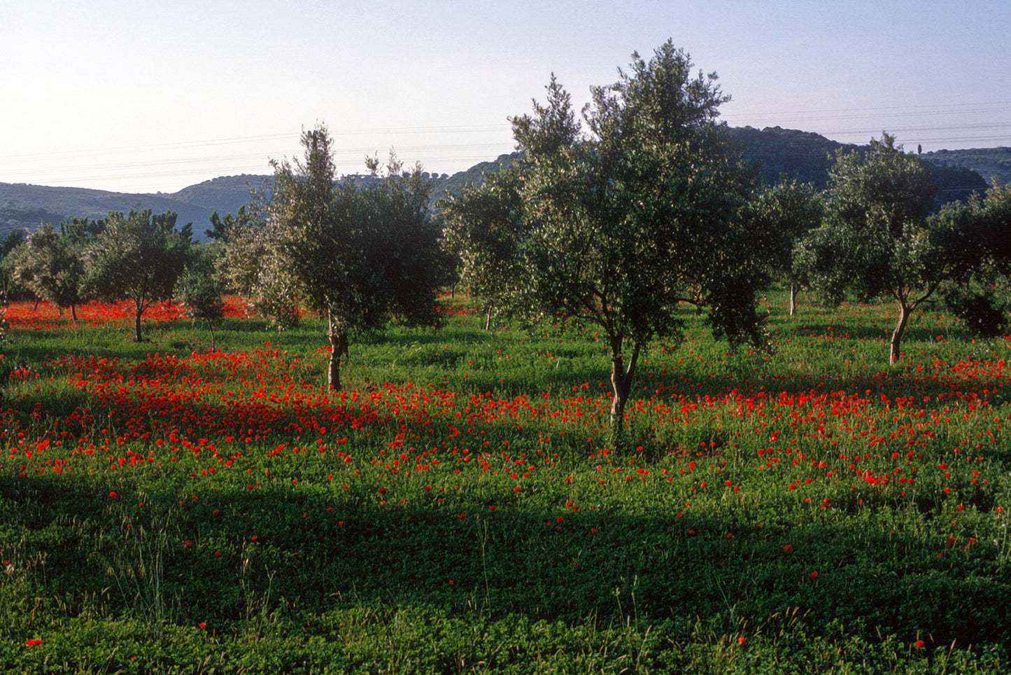 The poppies in Koroni