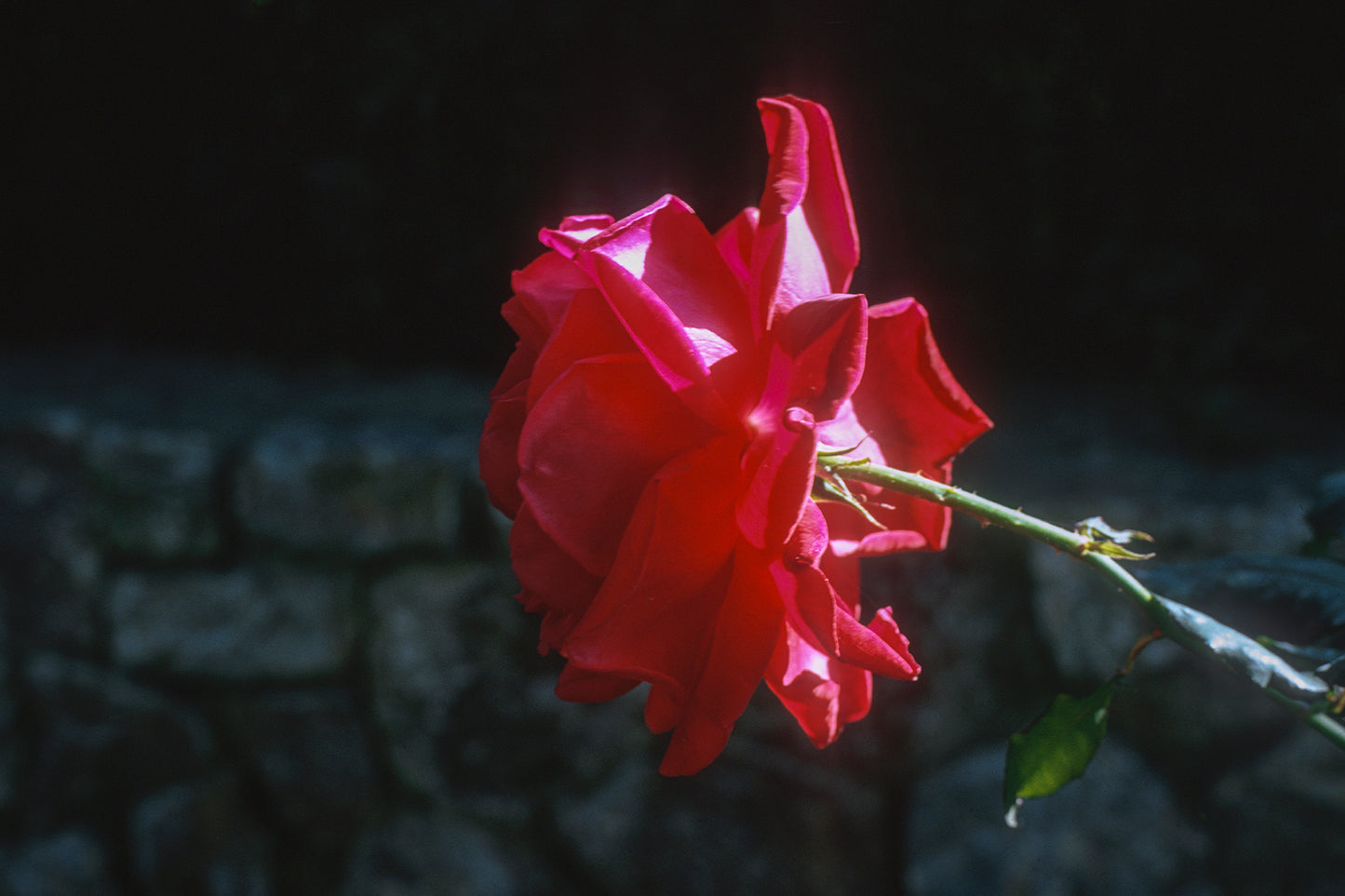A rose in Vraona