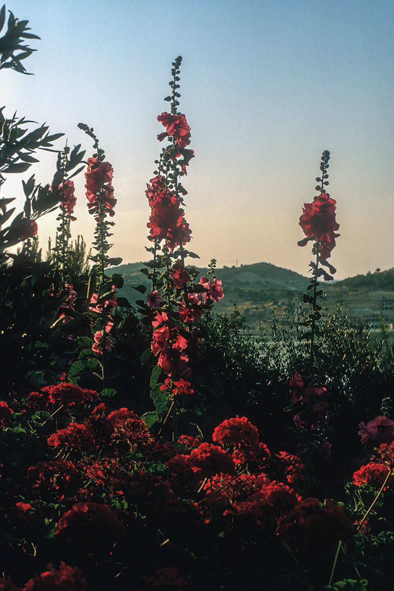 Γεράνια και μολόχες