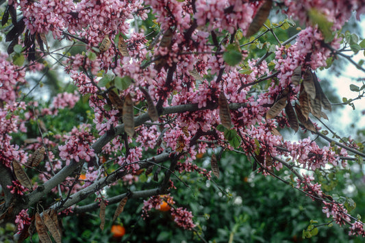 Το δένδρο του Ιούδα