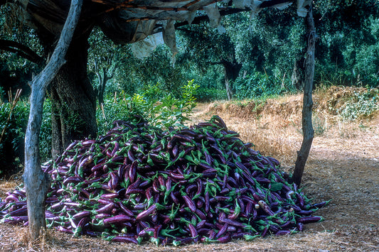 Πελοπόννησος: Μελιτζάνες στο Λεωνίδιο
