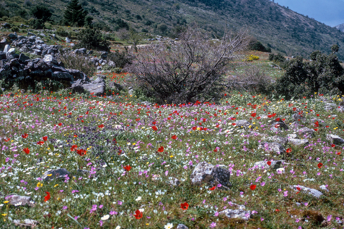 Peloponnese: A blooming field