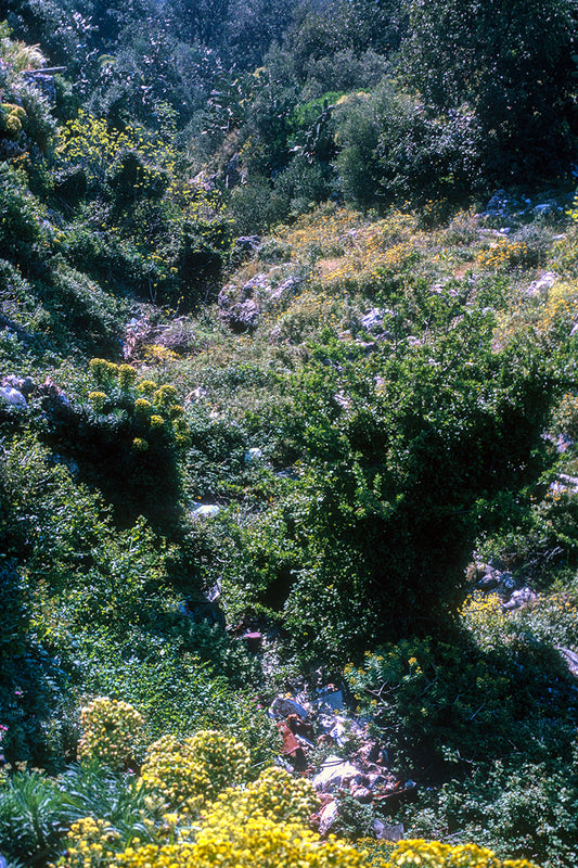 Peloponnese, a landscape in spring