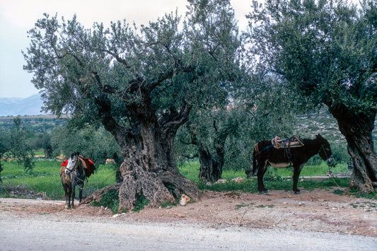 Πελοπόννησος: Οι αιωνόβιες ελιές